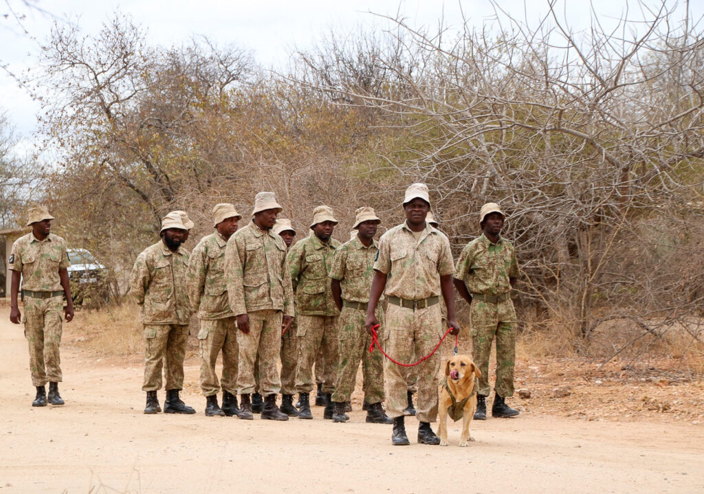 K9 Super Sniffer Hero