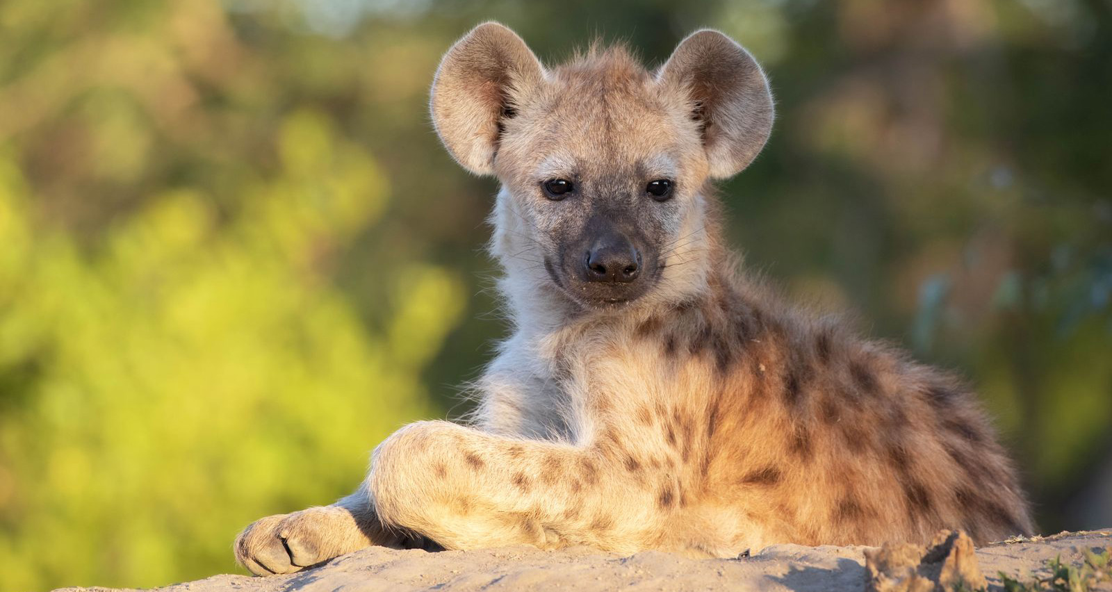 Klaserie-Lodges-and-Camps--Hyena