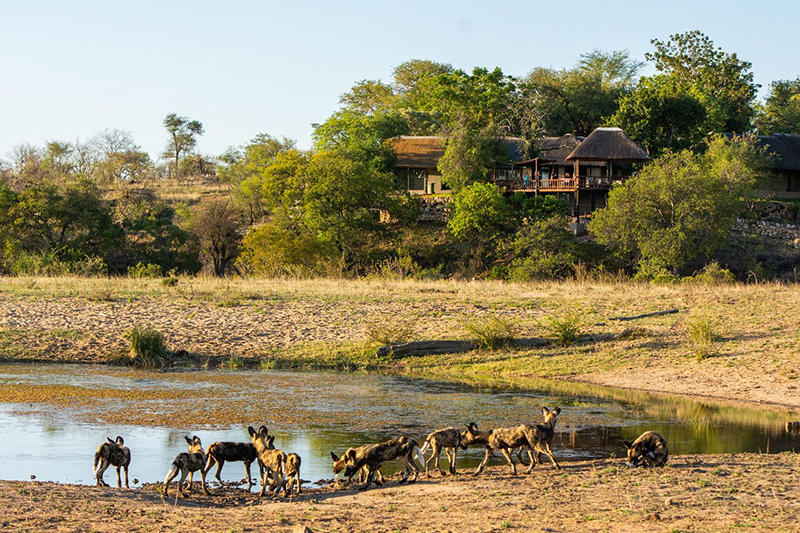Klaserie-Lodges-and-Camps-Tuskers-Safari-Camp