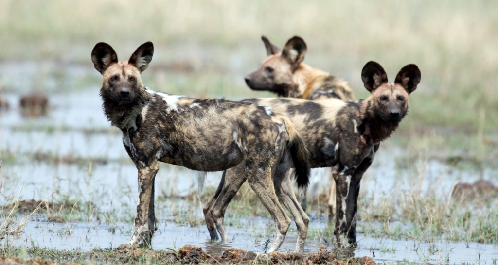 Wild Dog Pack
