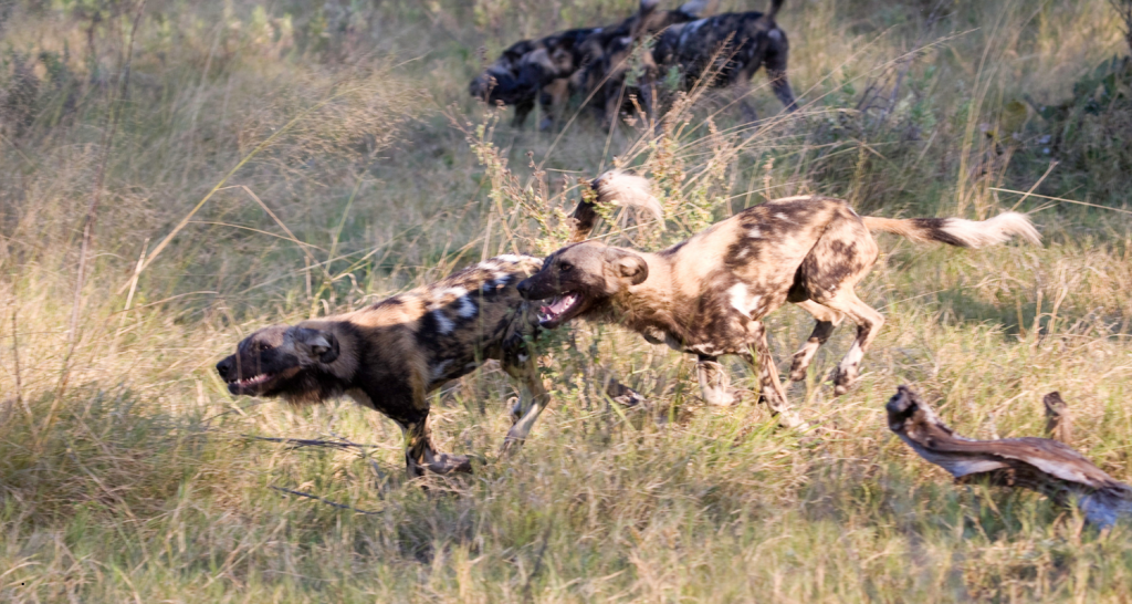 Wild Dogs Running