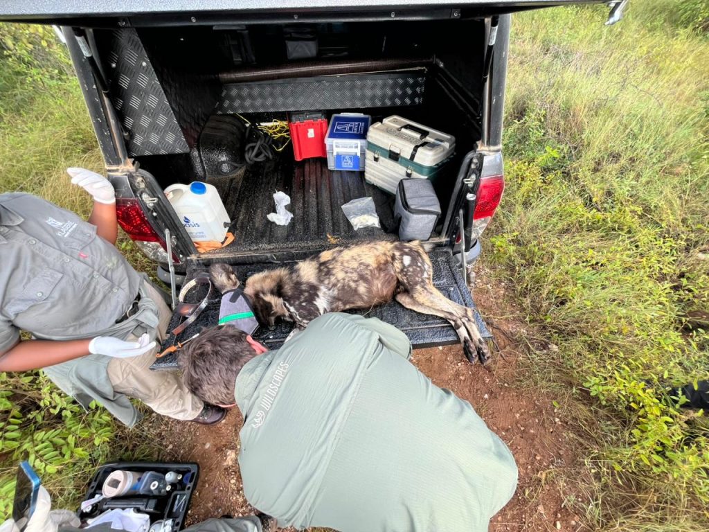 Vet working on Wild Dog