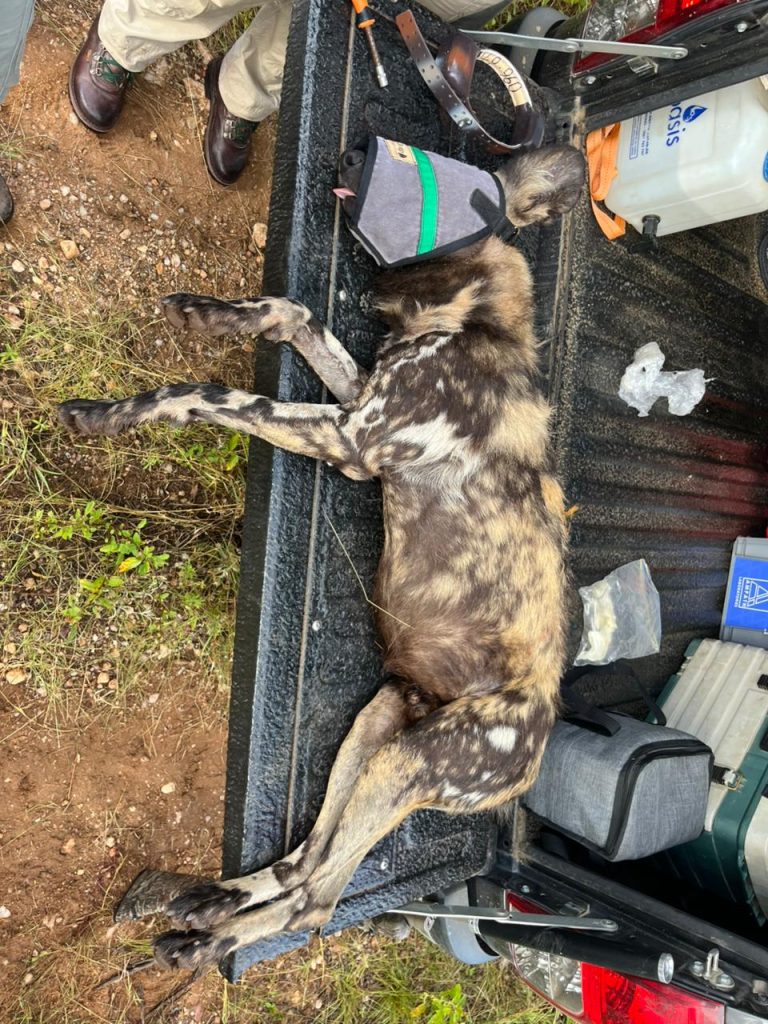 Wild Dog Collar Operation on Tailgate