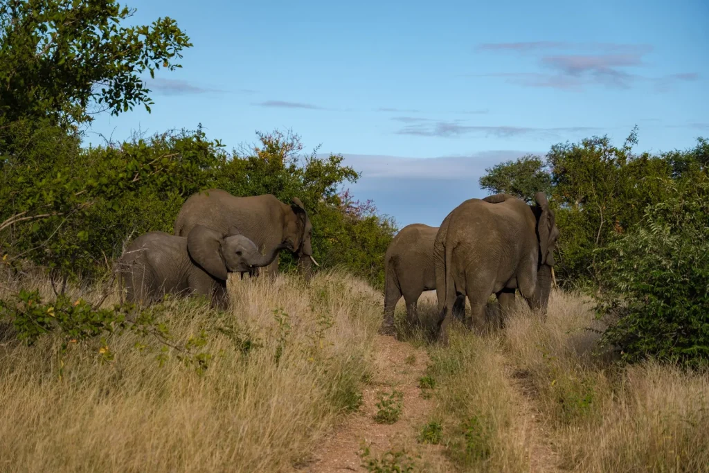 Klaserie Elephant