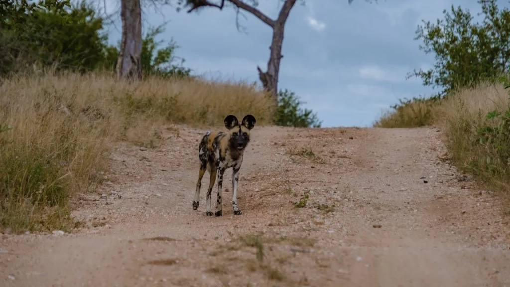 Wild Dog