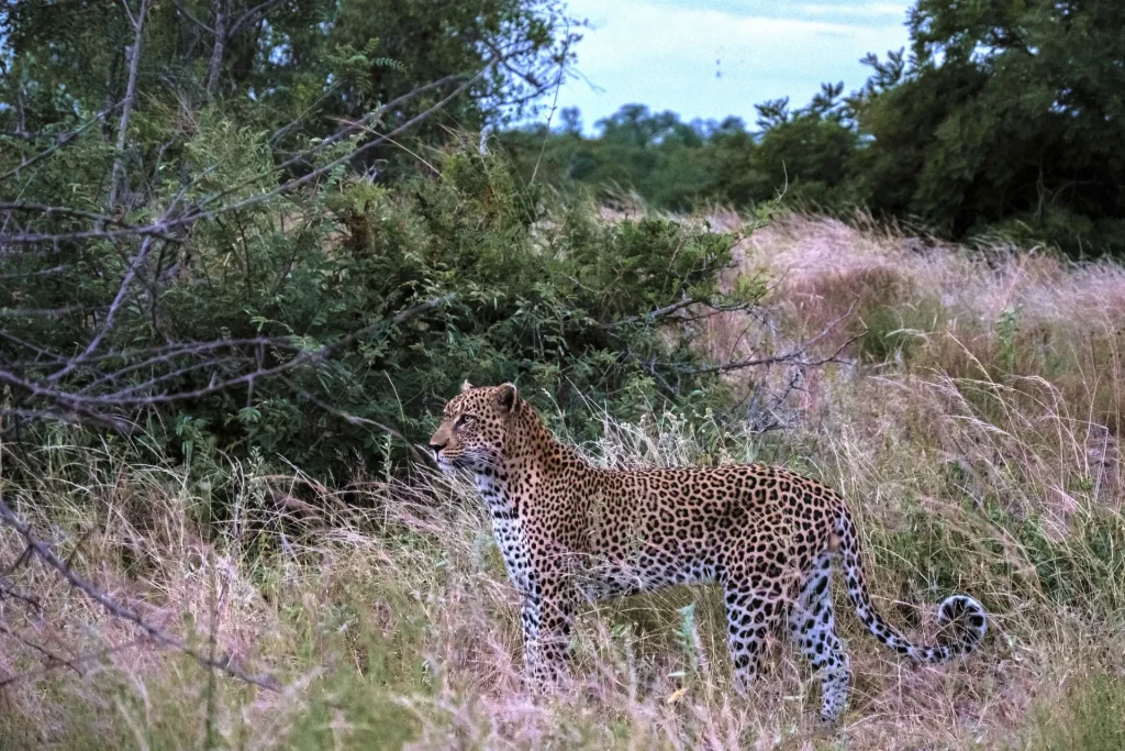 Leopard