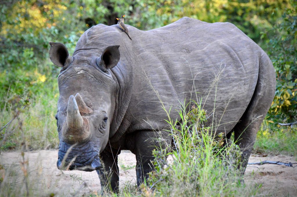 KLaserie Rhino